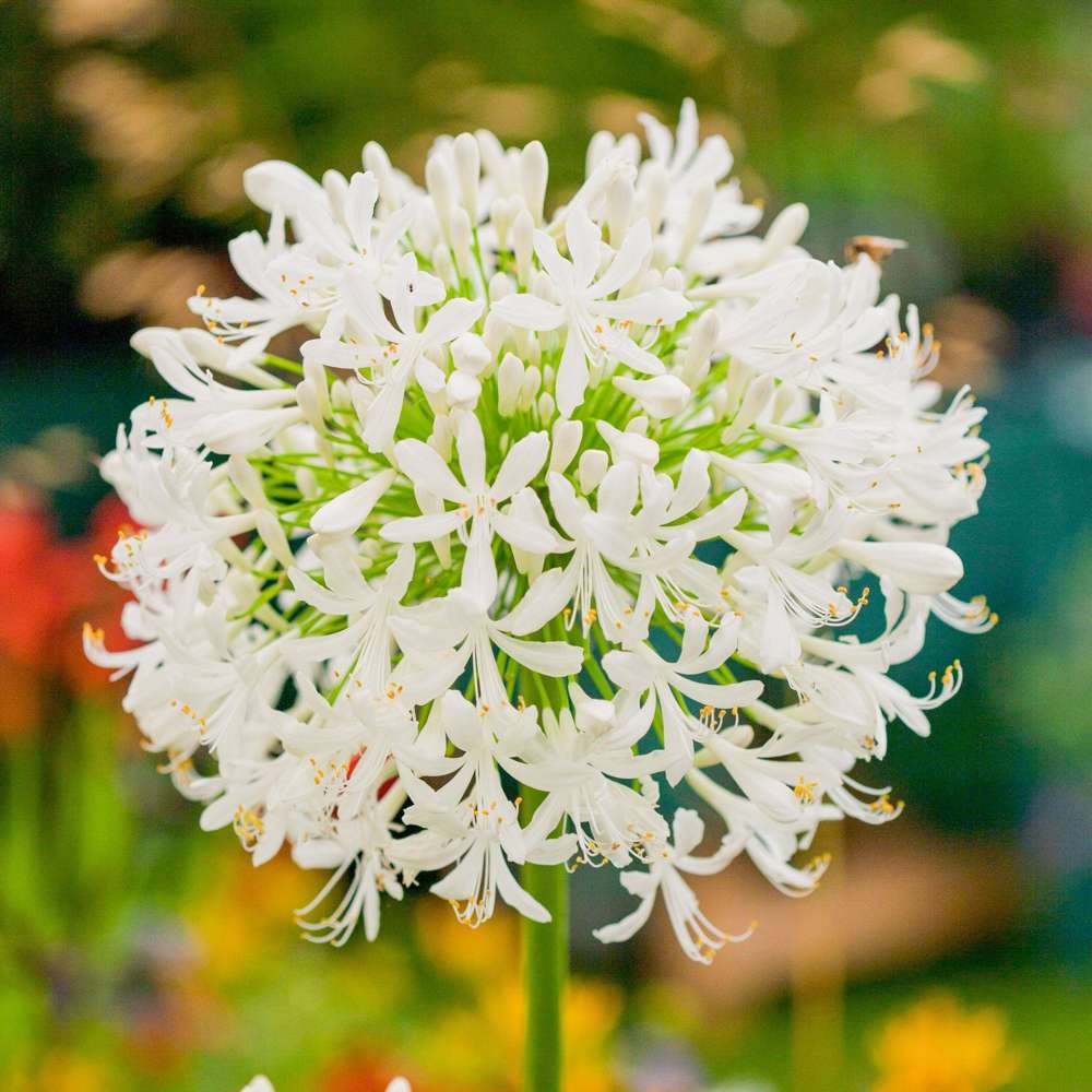 Skærmlilje 'Africanus Albus'